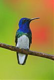 White-necked Jacobin